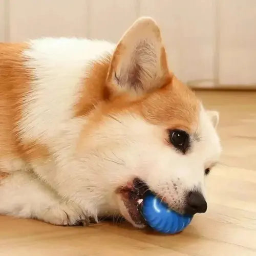 Bolinha Pet Inteligente Interativa Revestida de Silicone