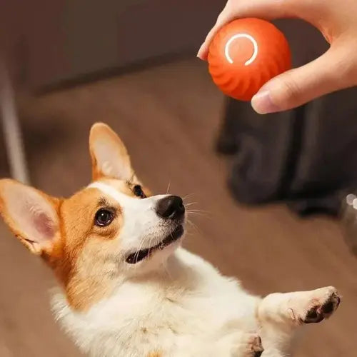 Bolinha Pet Inteligente Interativa Revestida de Silicone